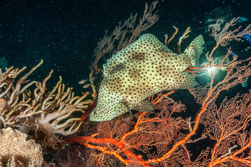 Indonesia, Raja Ampat, Humpback Grouper (Cromileptes altivelis)
