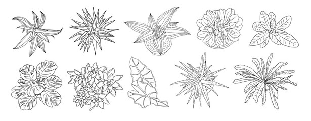 Set of Houseplants outline drawings. Indoor flowers in pots line art top view. Monstera, succulent plants for home interior plans, design. Vector illustrations isolated on white background.