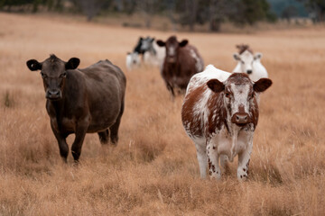 black wagyu beef cow on a farm. beautiful cattle in Australia  eating grass, grazing on pasture. Herd of cows free range beef being regenerative raised on an agricultural farm. Sustainable farming