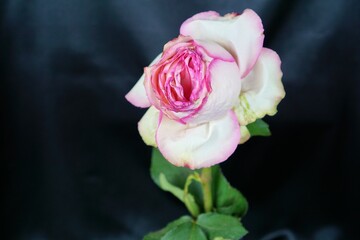 Fading pink rose with green leaves on a black background, delicate petals with a soft appearance, highlighting the beauty of nature, showcasing subtle elegance, concept of floral design