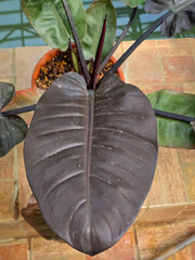 A heart-shaped Philodendron erubescens leaf with a dark, almost black hue, viewed from above....