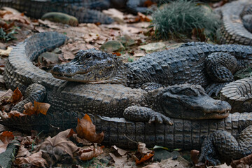 Chinese alligator in different poses
