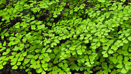 Lush, bright green maidenhair fern fronds with delicate, fan-shaped leaflets. Natural texture and vibrant color. Adiantum capillus-veneris