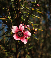 Obraz premium pink cherry blossom