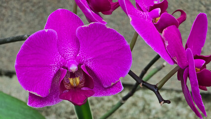 A vibrant magenta Phalaenopsis orchid bloom with a yellow and speckled lip, surrounded by other flowers and a branch. Close-up floral detail. © Dan
