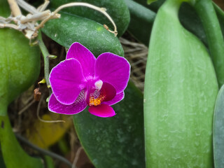 A single, vibrant magenta Phalaenopsis orchid bloom with a yellow and speckled lip, surrounded by green foliage. Close-up floral detail.