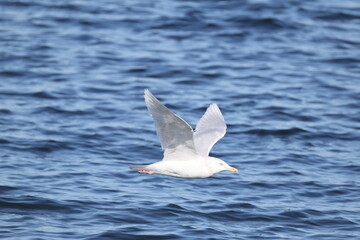 The glaucous gull (Larus hyperboreus hyperboreus) is a large gull, the second-largest gull in the world. This photo was taken in Japan.