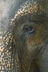 close up of eye elephant