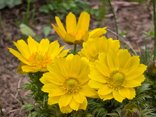 A cluster of bright yellow Adonis vernalis flowers with multiple petals and a central disk, surrounded by green feathery foliage, growing from brown soil. Spring bloom in Romania.