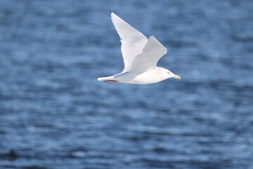 The glaucous gull (Larus hyperboreus hyperboreus) is a large gull, the second-largest gull in the world. This photo was taken in Japan.