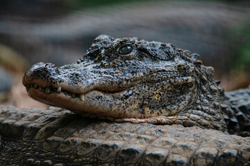 Chinese alligator in different poses