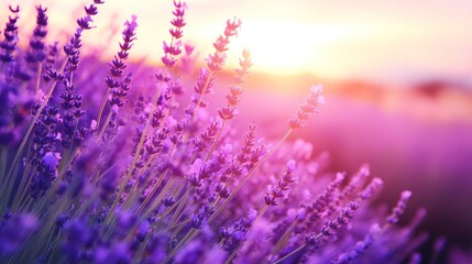 Naklejka premium Lavender field at sunset