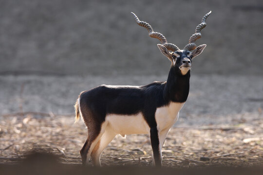 Blackbuck.
The blackbuck (Antilope cervicapra), also known as the Indian antelope, is a medium-sized antelope native to Pakistan, India and Nepal.