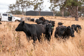 black wagyu beef cow on a farm. beautiful cattle in Australia  eating grass, grazing on pasture. Herd of cows free range beef being regenerative raised on an agricultural farm. Sustainable farming