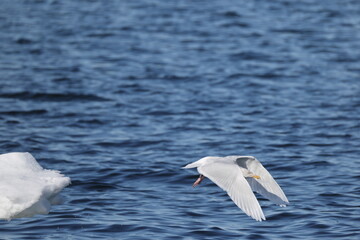 The glaucous gull (Larus hyperboreus hyperboreus) is a large gull, the second-largest gull in the world. This photo was taken in Japan.