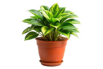Obraz premium A vibrant green and yellow variegated houseplant in a terracotta pot, a beautiful addition to any home decor