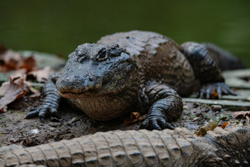 Chinese alligator in different poses