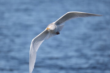 The glaucous gull (Larus hyperboreus hyperboreus) is a large gull, the second-largest gull in the world. This photo was taken in Japan.