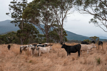 black wagyu beef cow on a farm. beautiful cattle in Australia  eating grass, grazing on pasture. Herd of cows free range beef being regenerative raised on an agricultural farm. Sustainable farming