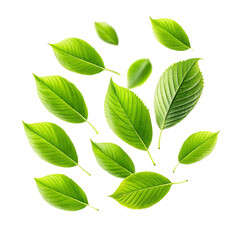 Fototapeta premium Collection of vibrant green leaves isolated on black background showcasing various shapes and sizes of foliage