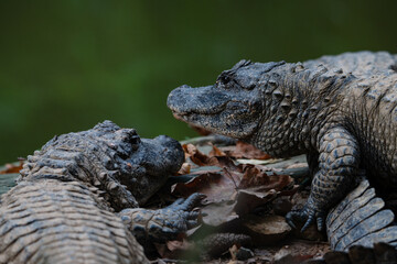 Chinese alligator in different poses
