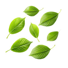 Collection of vibrant green leaves isolated on black background showing details of leaf veins and textures