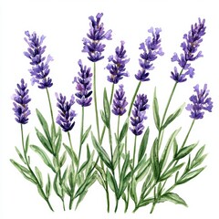 Naklejka premium Lavender watercolor painting on a white background, vibrant and soothing.