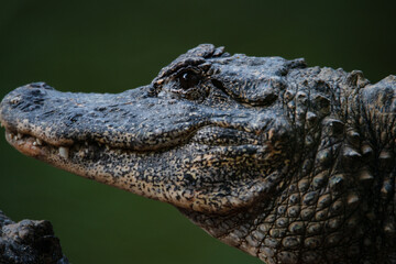 Chinese alligator in different poses