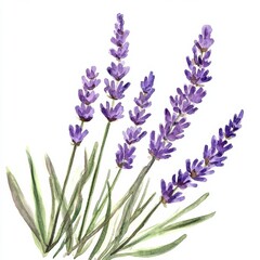 Naklejka premium Watercolor lavender creates a calming, charming design with delicate purple flowers and green foliage.