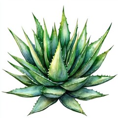 Aloe Vera plant, watercolor, boho style, fresh, realistic depiction on a white background.