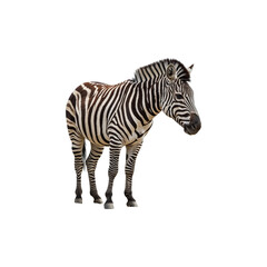 zebra isolated on transparent background. zebra png