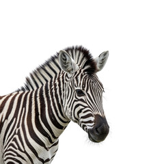 zebra isolated on transparent background. zebra png