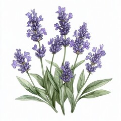 Obraz premium Lavender, purple flowers, nature, serene beauty, boho style evokes natural elegance.