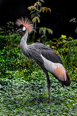 Black crowned crane on the lawn. Latin name - Balearica pavonina