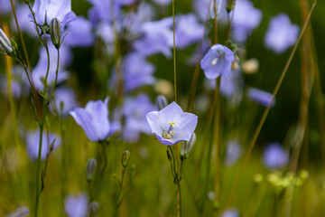 Rundblättrige Glockenblume