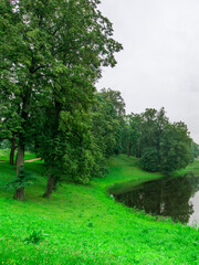 A lush green forest with a river running through it
