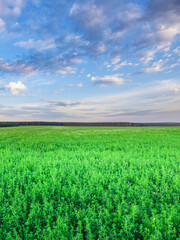 Field of green grass with a blue sky in the background