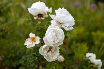 weise Rose - Kletterrose Schneewittchen