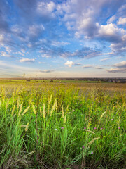 A field of grass with a clear blue sky in the background