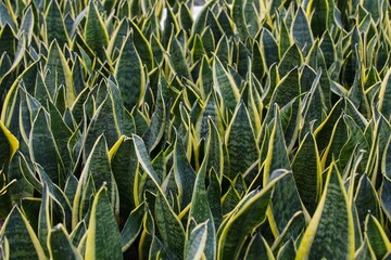 The leaves of Sansevieria form a dense decorative background in the greenhouse of the garden center.