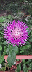 Obraz premium Vibrant Purple Cornflower with Yellow Center