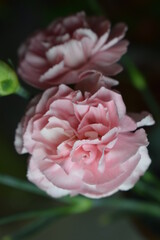 Close-Up of Vibrant Pink and White Carnations