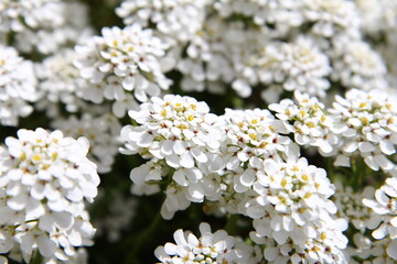 Iberis-Candytuft