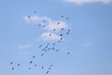 a flock of migrating birds in blue sky