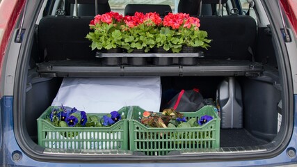 Flowering plants, including coral-shaded pelargonium, blue pansies, are in boxes in the trunk of a car. Shopping at the garden center in spring