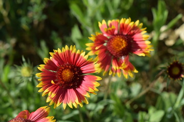 Blanket Flowers' Radiant Display