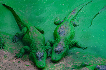 Chinese alligator in different poses