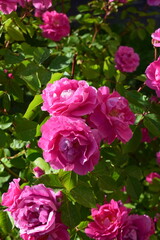 A cluster of vibrant pink roses with lush green leaves, likely in a garden setting. Vibrant Pink Rose Cluster