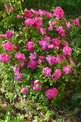Fototapeta premium A cluster of vibrant pink roses with lush green leaves, likely in a garden setting. Vibrant Pink Rose Cluster