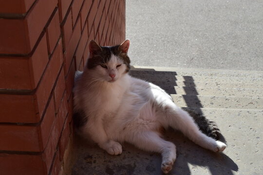 Feline Comfort: Cat Lounging in Urban Setting